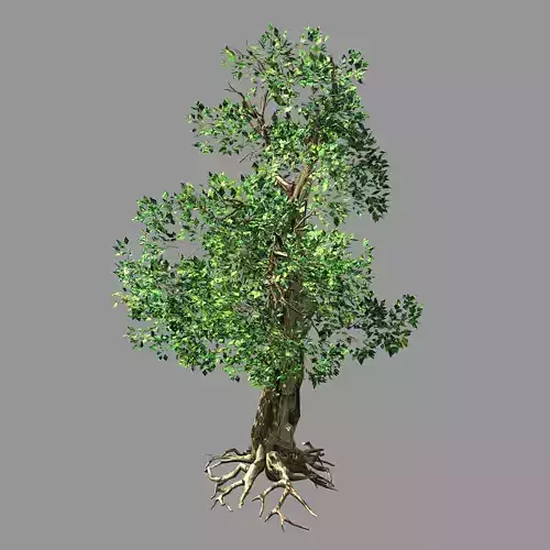 Hundred Forests-Plants-Acacia 04
