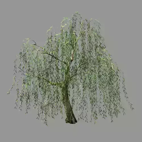 Hundred Forests-Plants-Willow 01