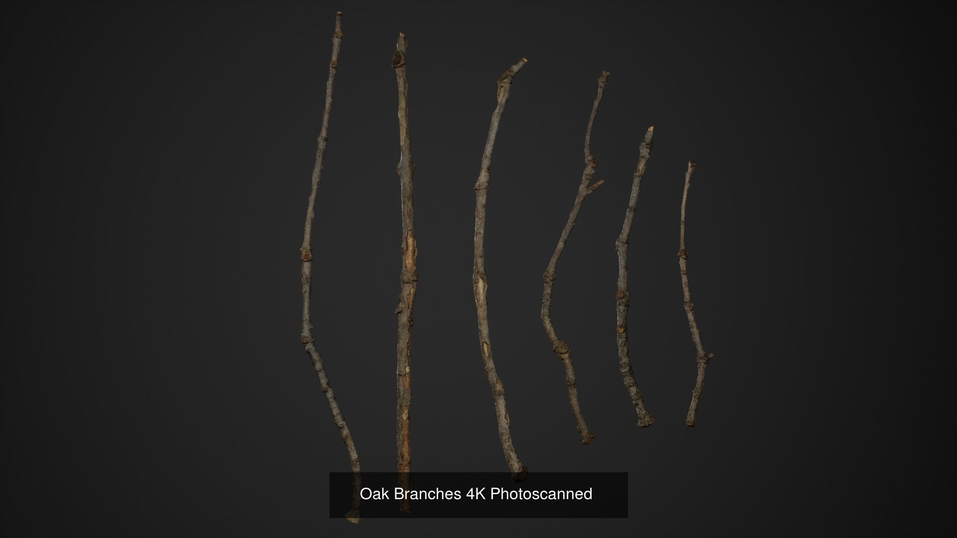 Broadleaf Undergrowth 3D Model Collection_9