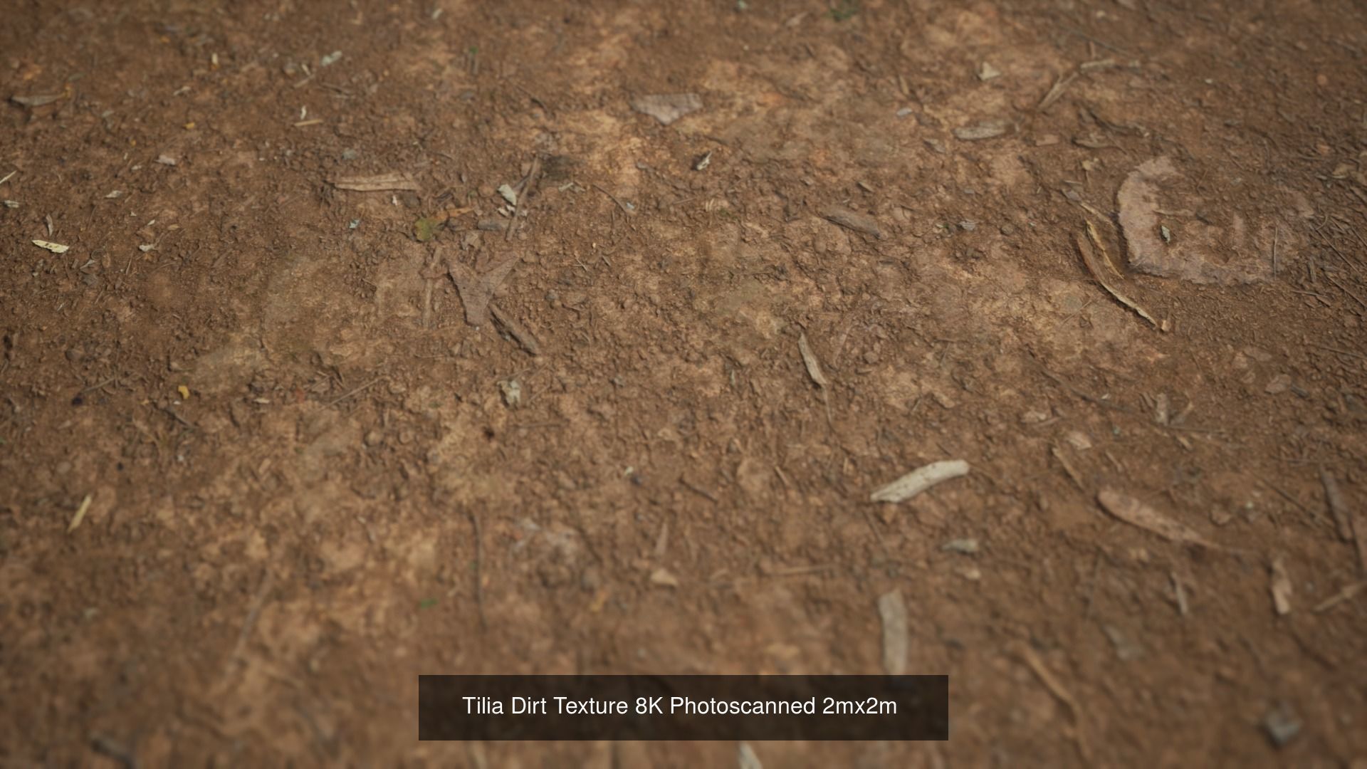 Broadleaf Undergrowth 3D Model Collection_14