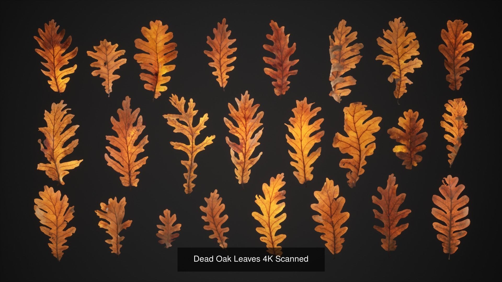 Broadleaf Undergrowth 3D Model Collection_5