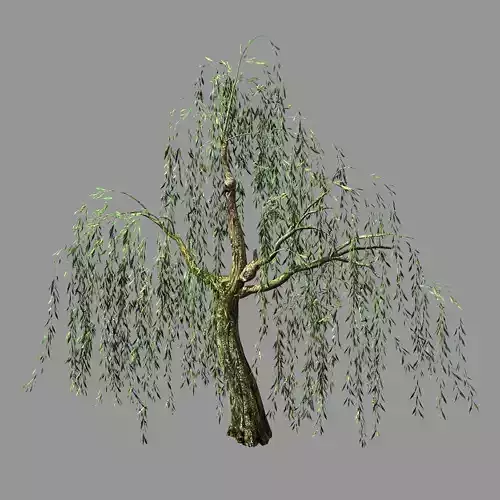 Hundred Forests-Plants-Willow 02