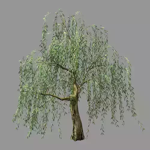 Hundred Forests-Plants-Willow 03