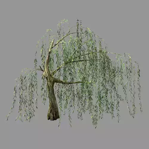 Hundred Forests-Plants-Willow 04