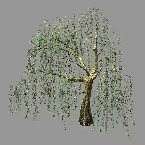 Hundred Forests-Plants-Willow 05
