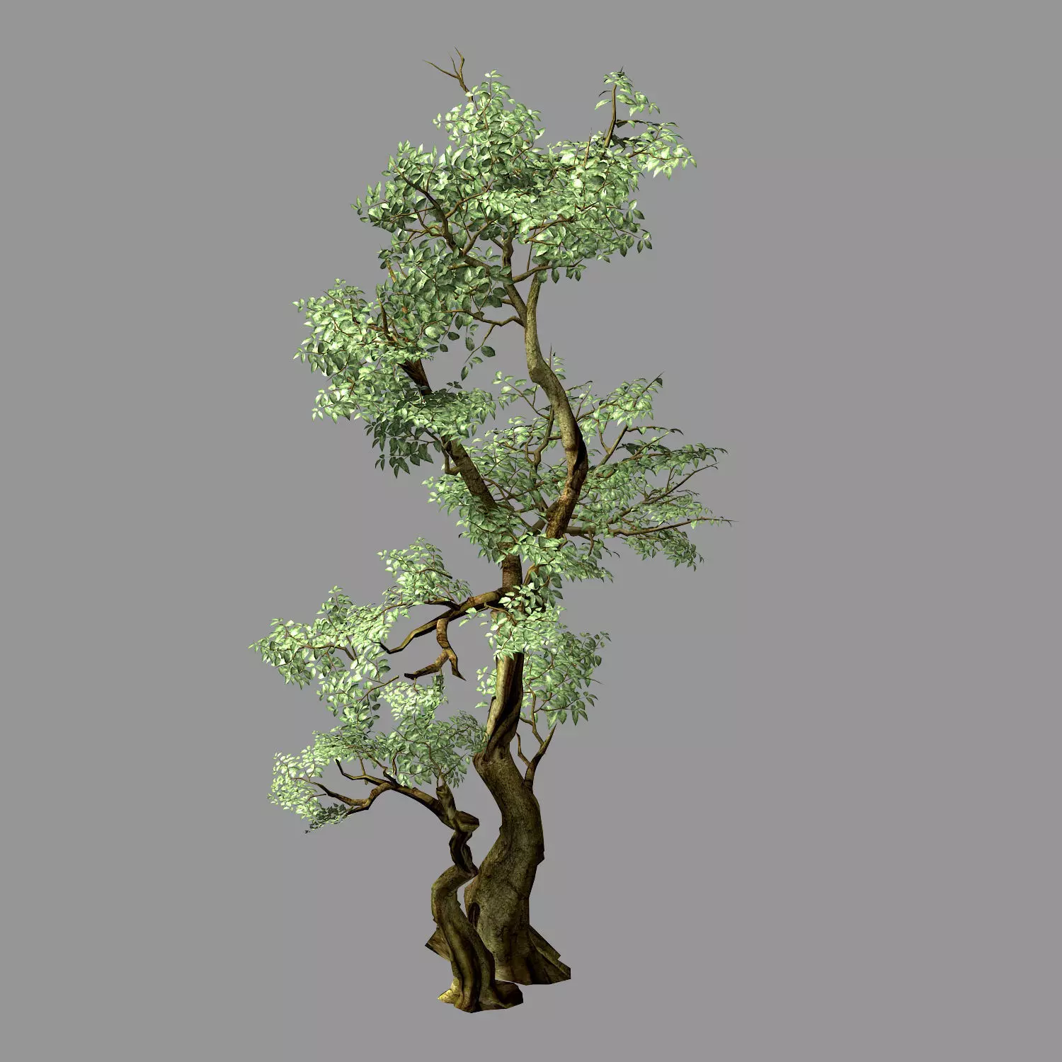Hundred Forests-Plants-Banyan 01 3D model_0