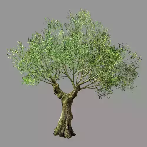 Hundred Forests-Plants-Sui Di Tree 02