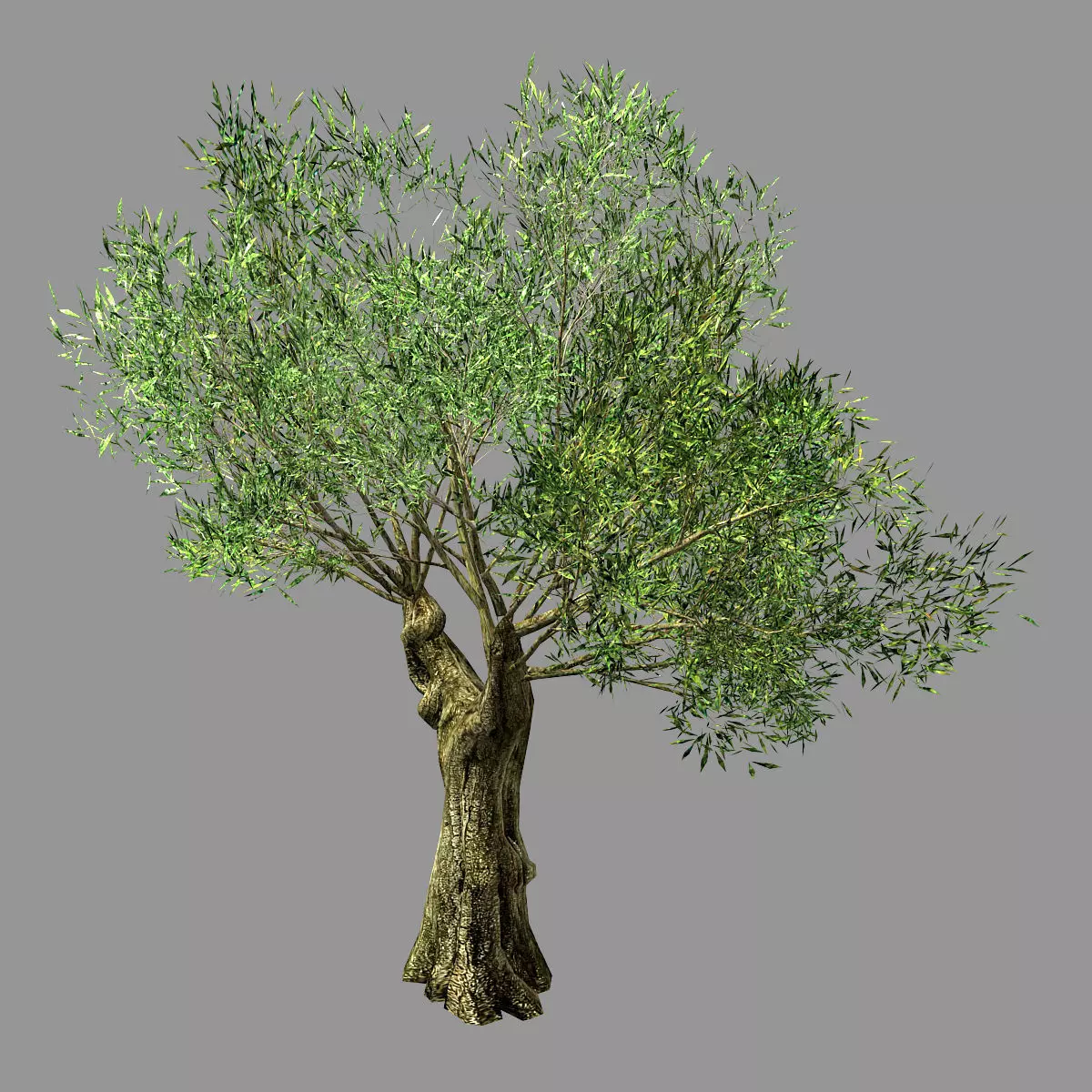Hundred Forests-Plants-Sui Di Tree 03 3D model_0