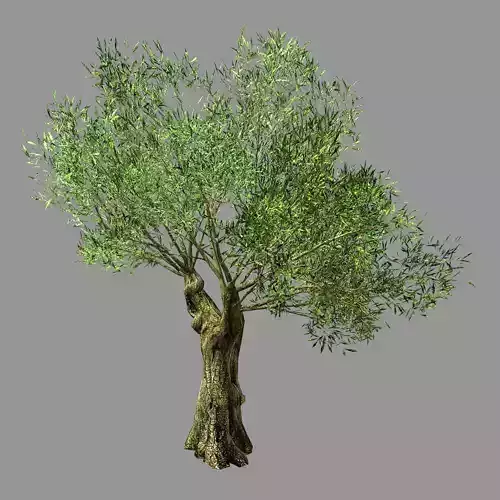 Hundred Forests-Plants-Sui Di Tree 03