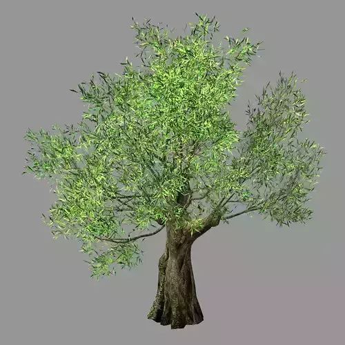 Hundred Forests-Plants-Sui Di Tree 04