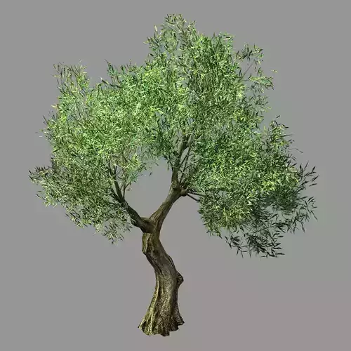 Hundred Forests-Plants-Sui Di Tree 05