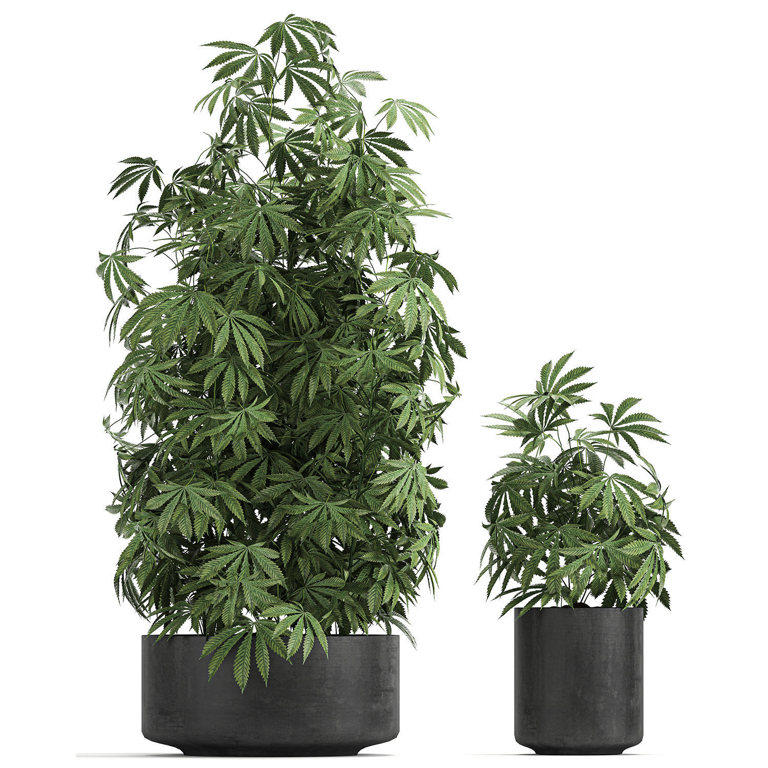 Decorative Cannabis in flowerpots 770 3D model_5