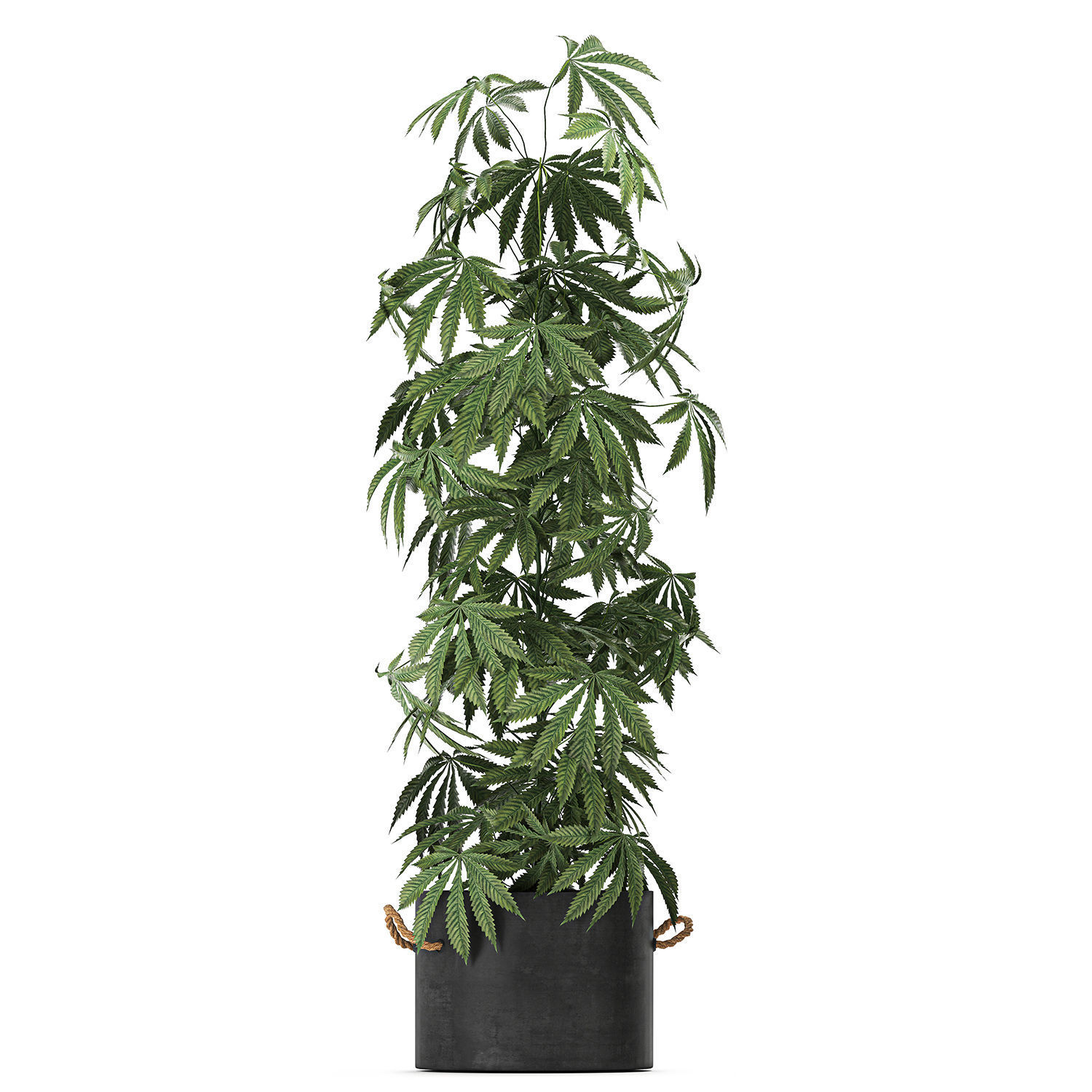 Decorative Cannabis in flowerpots 770 3D model_6