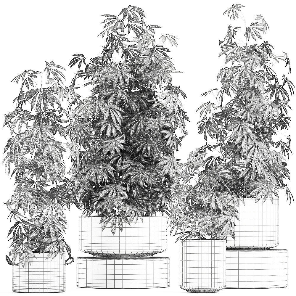 Decorative Cannabis in flowerpots 770 3D model_9