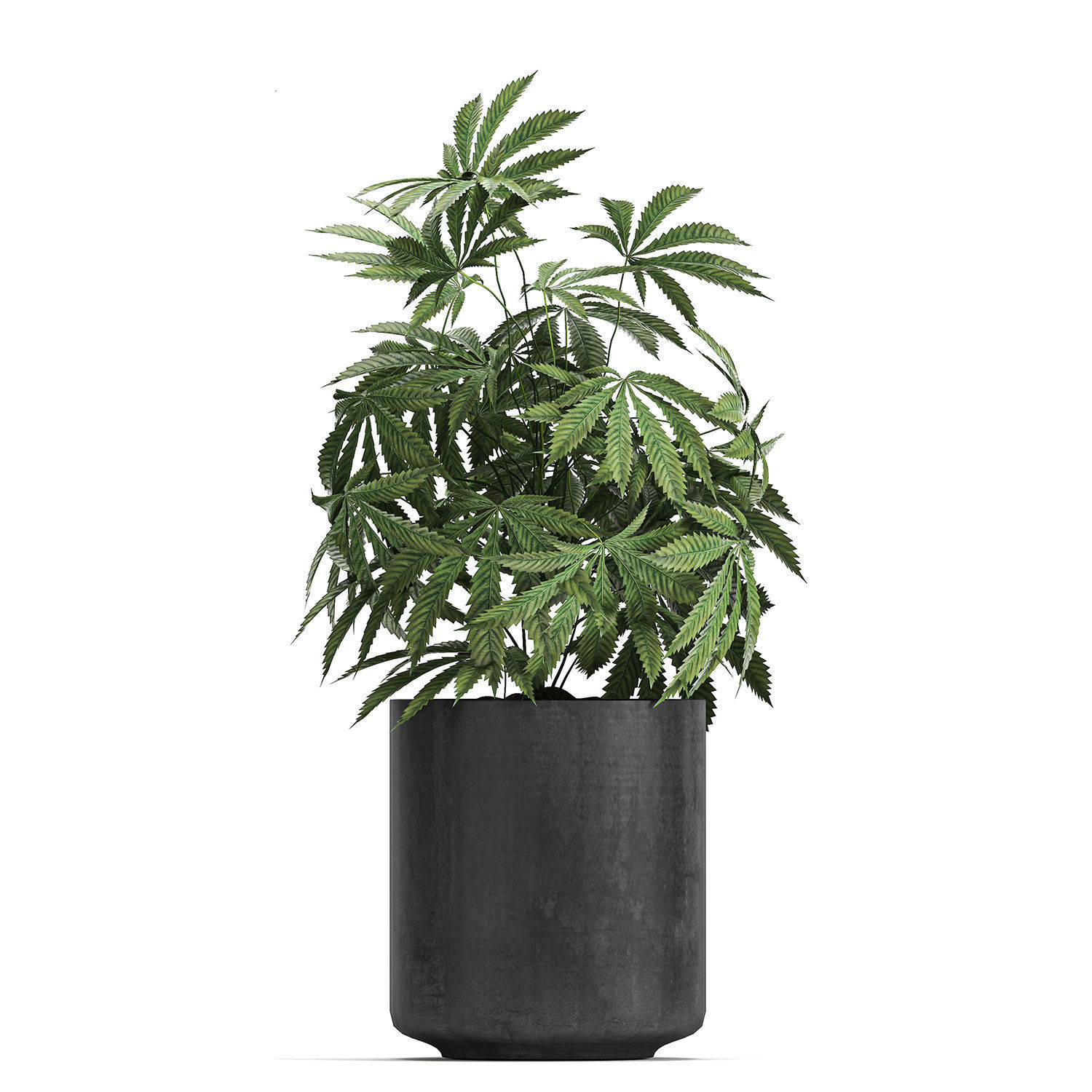Decorative Cannabis in flowerpots 770 3D model_11