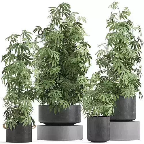 Decorative Cannabis in flowerpots 770 3D model