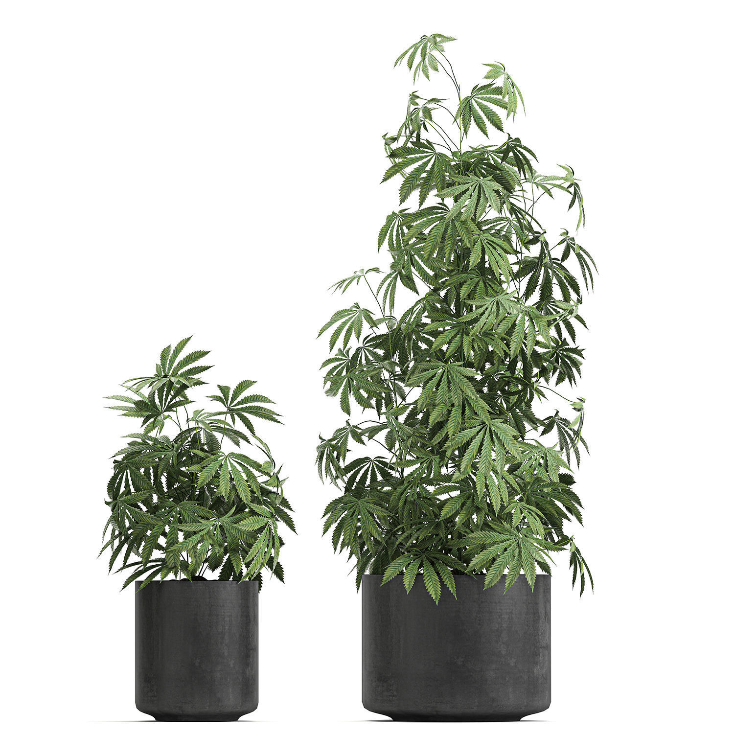 Decorative Cannabis in flowerpots 770 3D model_4