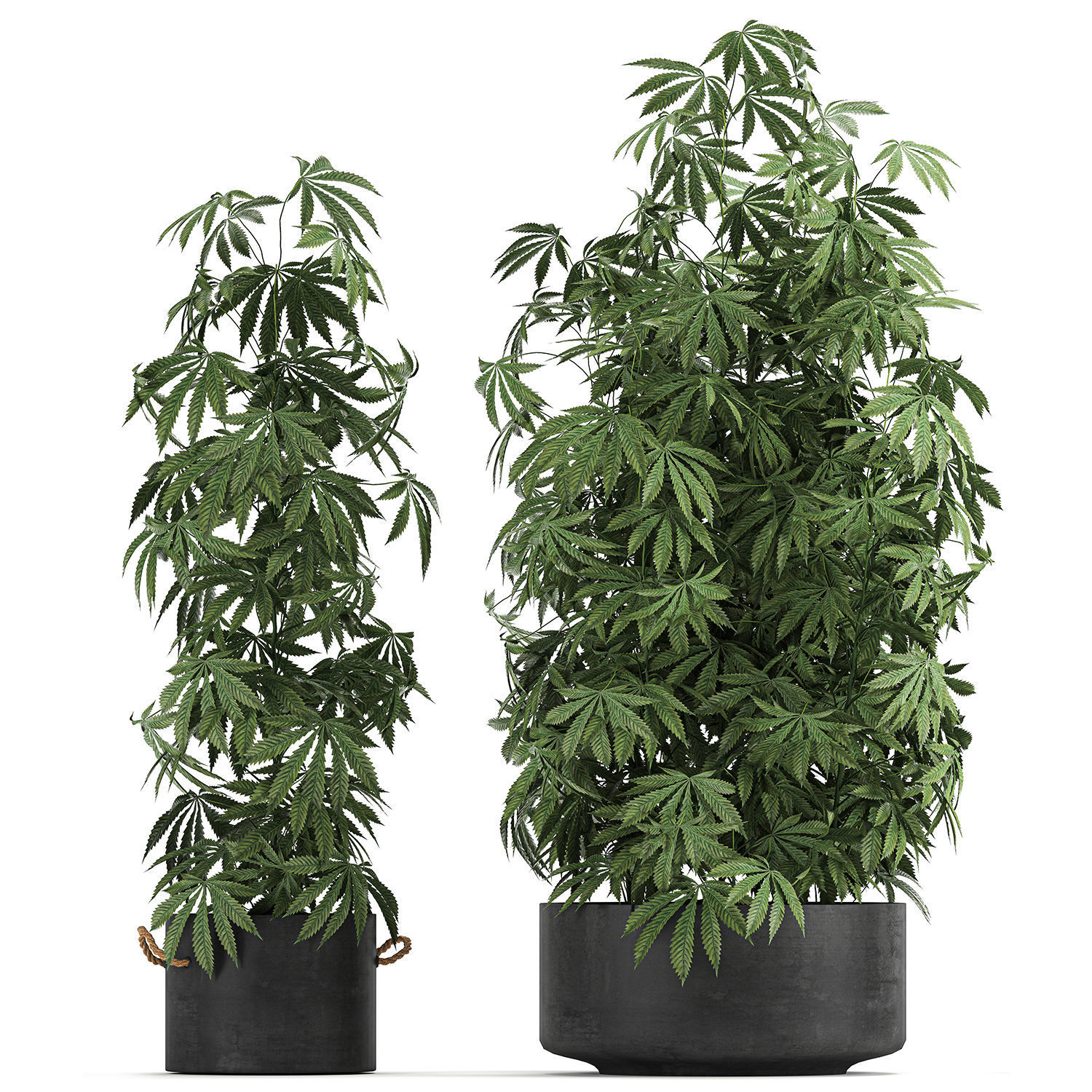 Decorative Cannabis in flowerpots 770 3D model_3