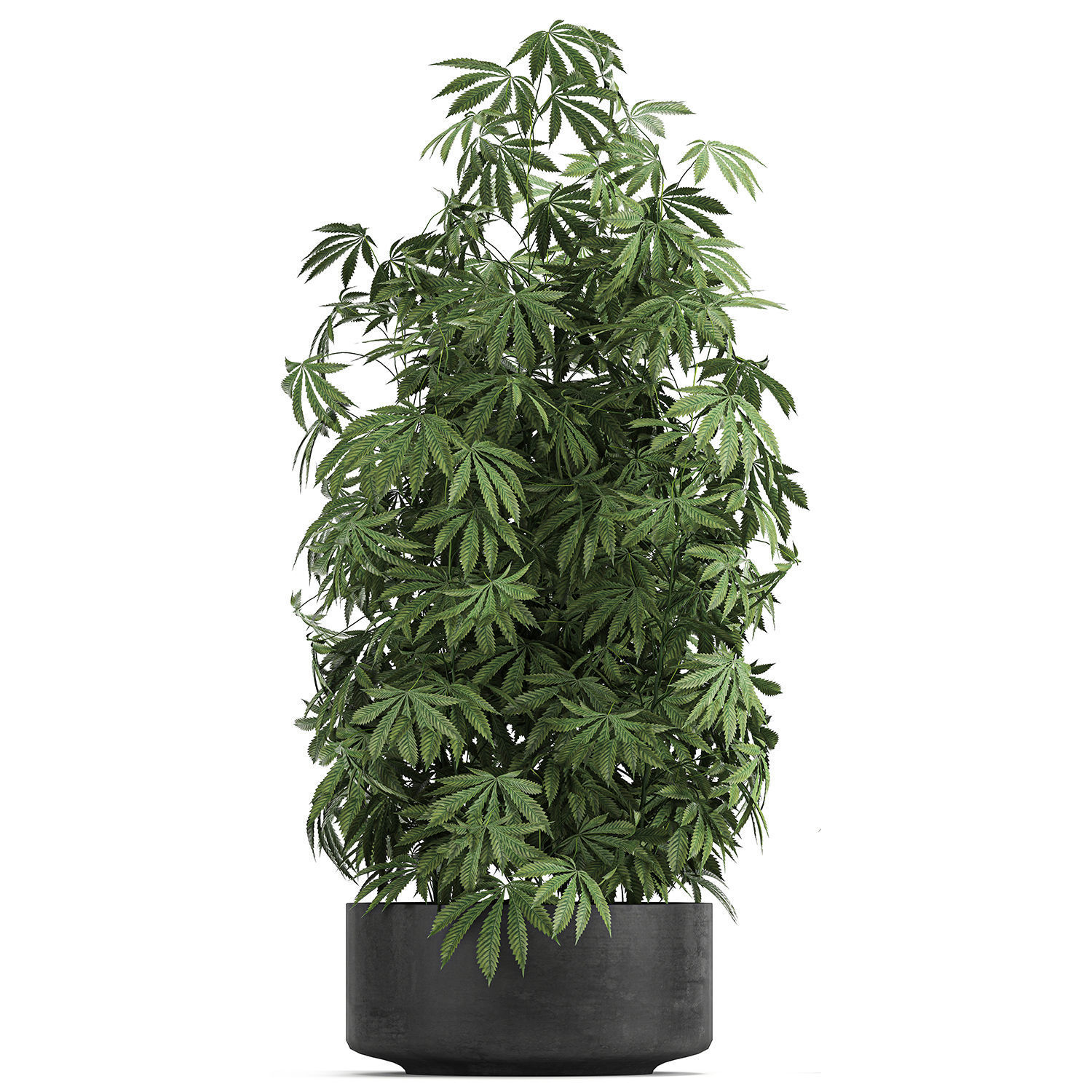 Decorative Cannabis in flowerpots 770 3D model_10
