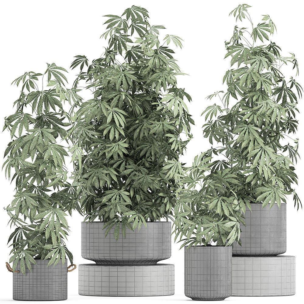 Decorative Cannabis in flowerpots 770 3D model_8