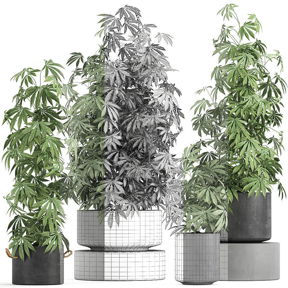 Decorative Cannabis in flowerpots 770 3D model_7