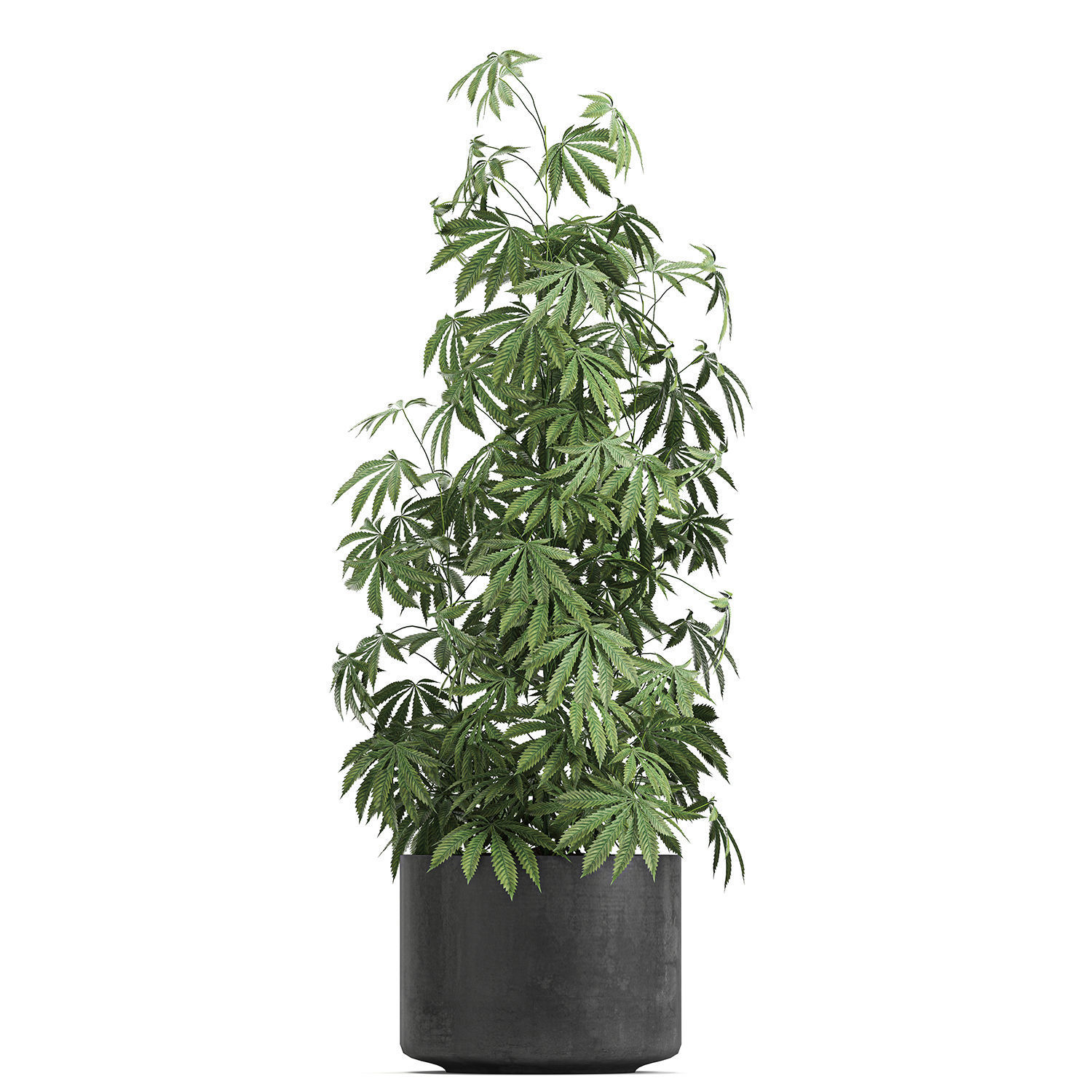 Decorative Cannabis in flowerpots 770 3D model_12