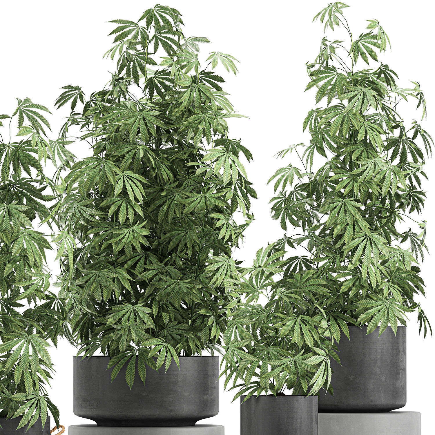 Decorative Cannabis in flowerpots 770 3D model_2