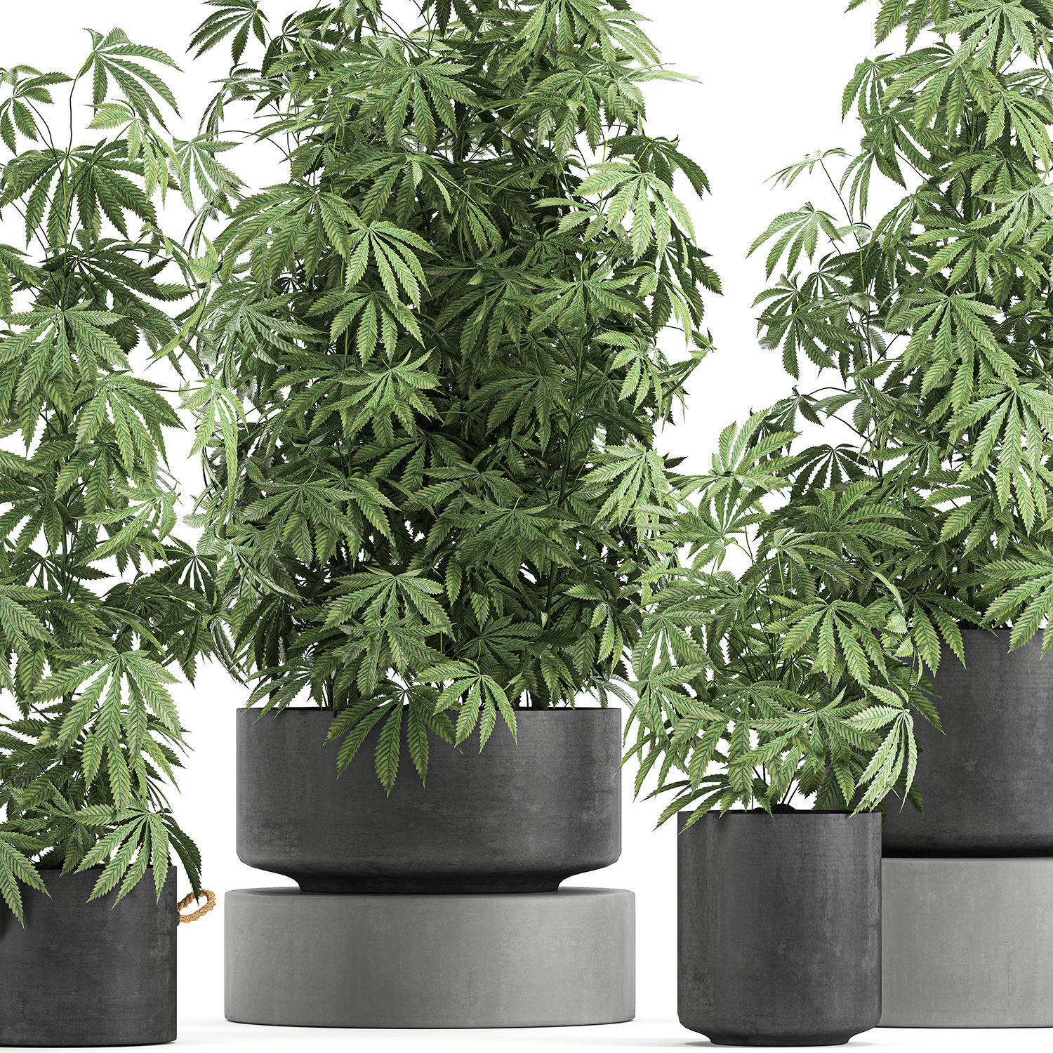 Decorative Cannabis in flowerpots 770 3D model_1