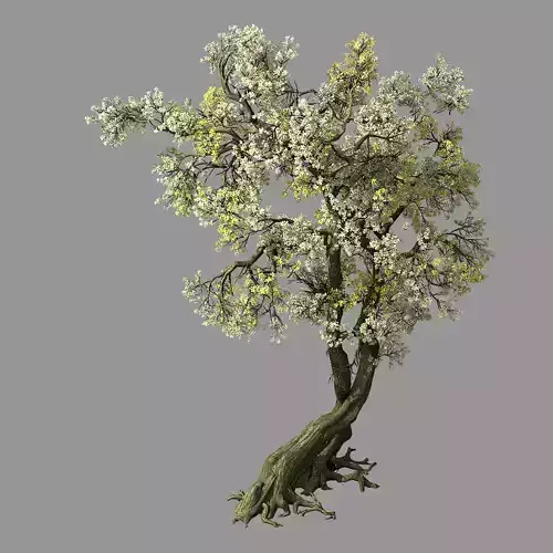 Hundred Forests-Plants-Apricot Tree 04