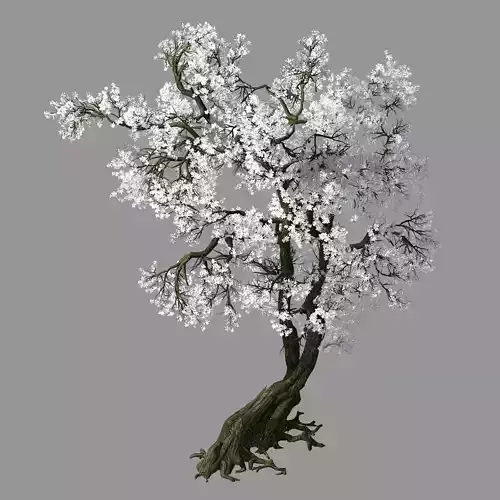 Hundred Forests-Plants-Apricot Tree 05