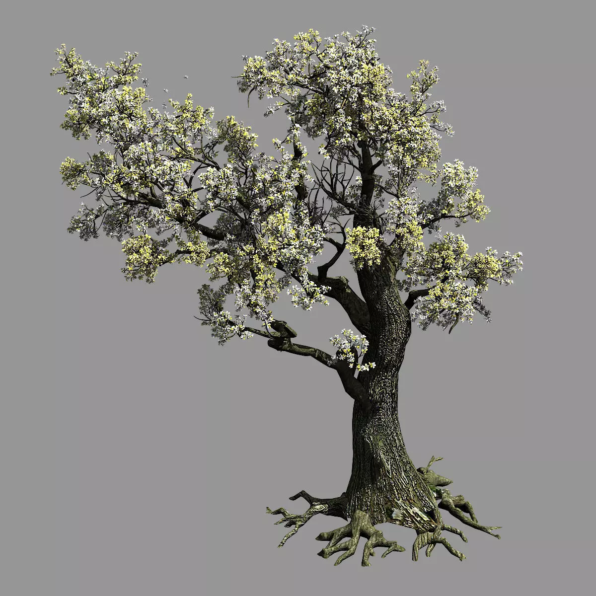 Hundred Forests-Plants-Elm 01 3D model_0