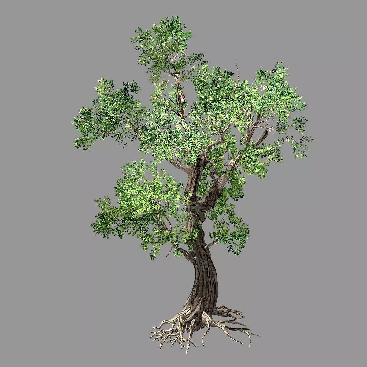 Hundred Forests-Plants-Elm 02 3D model | CGTrader