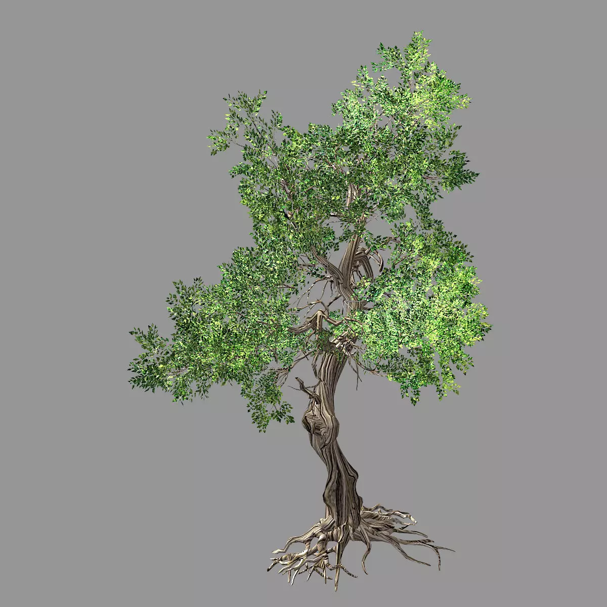 Hundred Forests-Plants-Elm 03 3D model_0