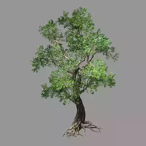 Hundred Forests-Plants-Elm 04