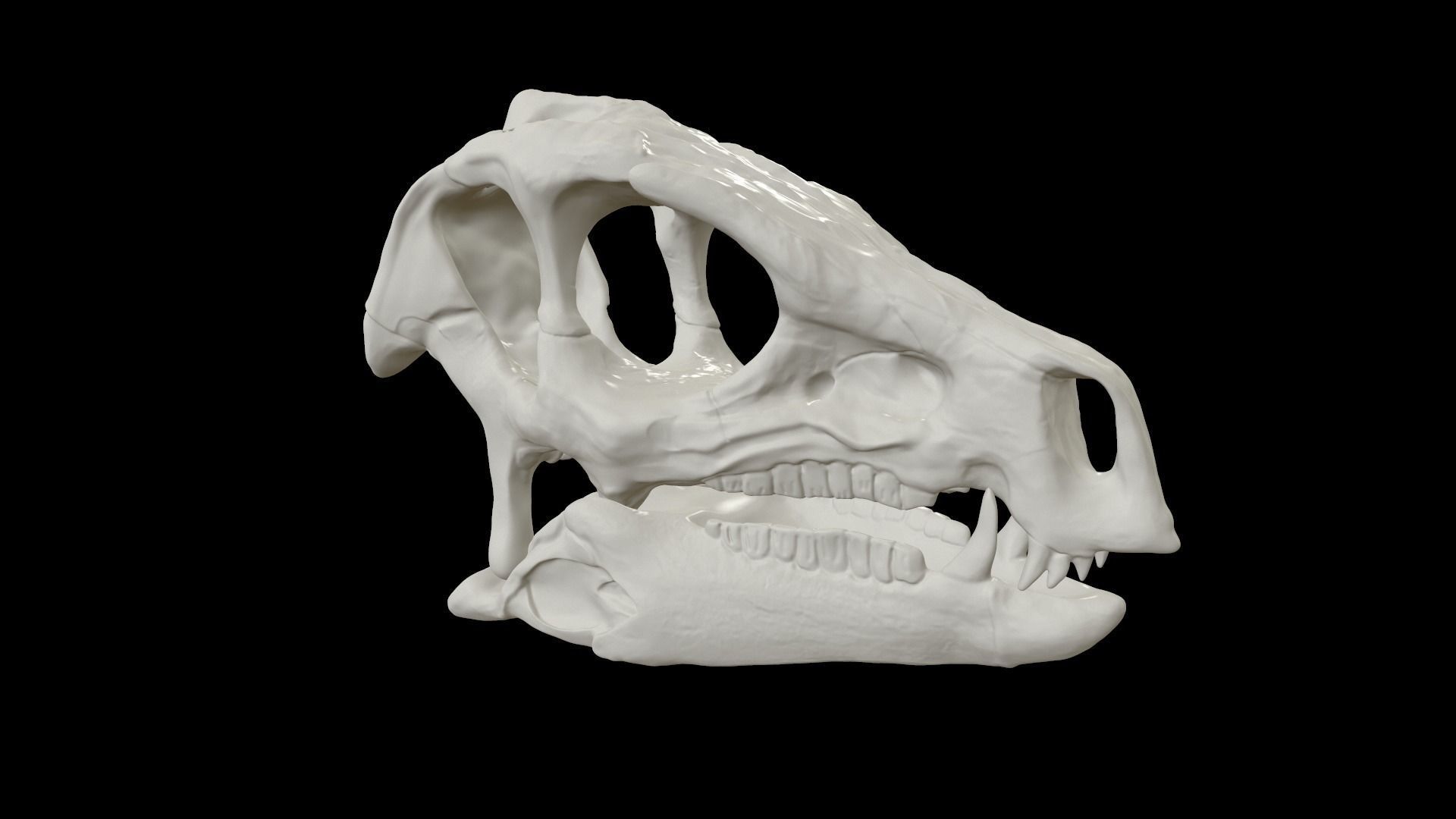 Heterodontosaurus Skull 3D model_7