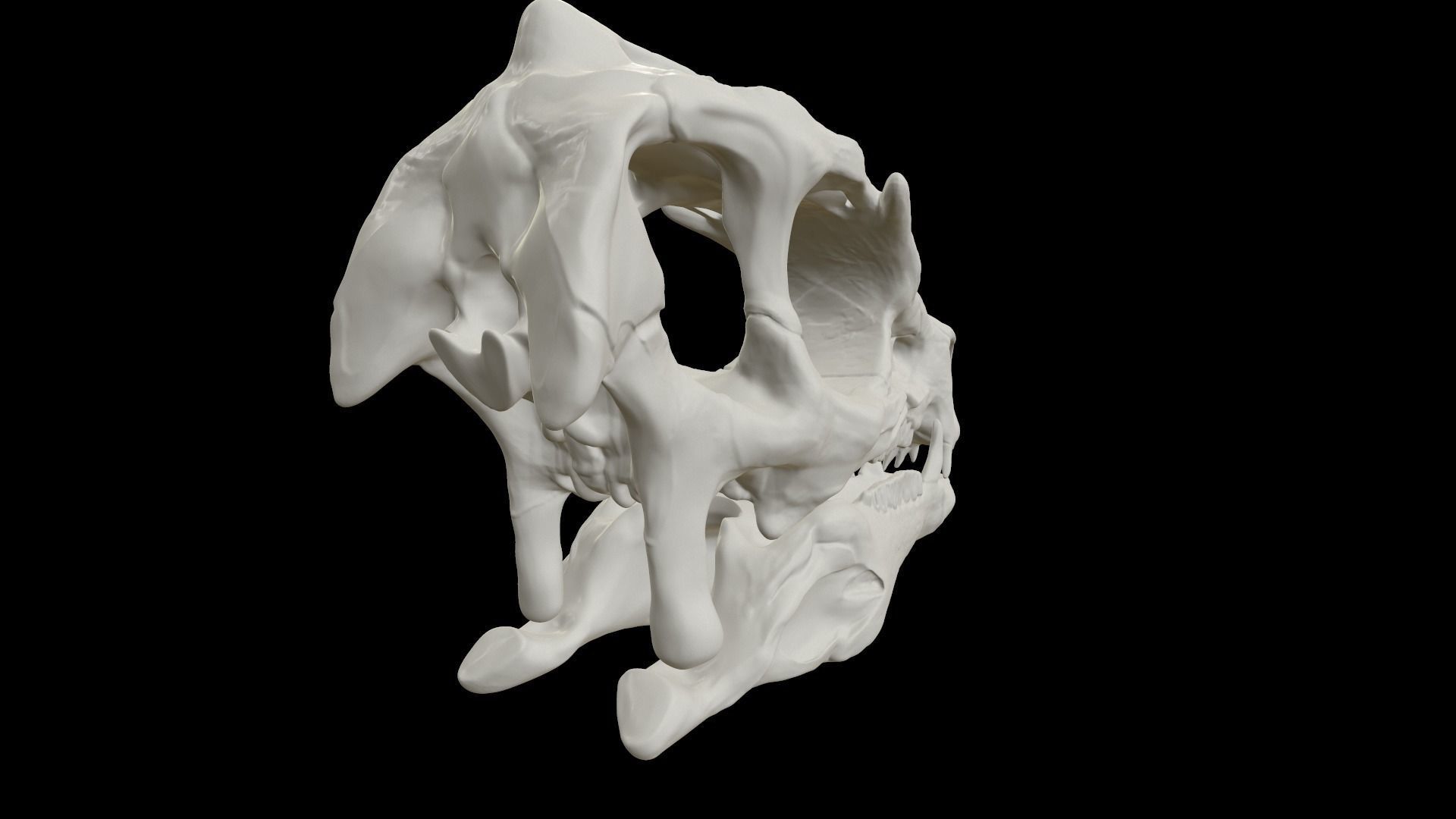 Heterodontosaurus Skull 3D model_9