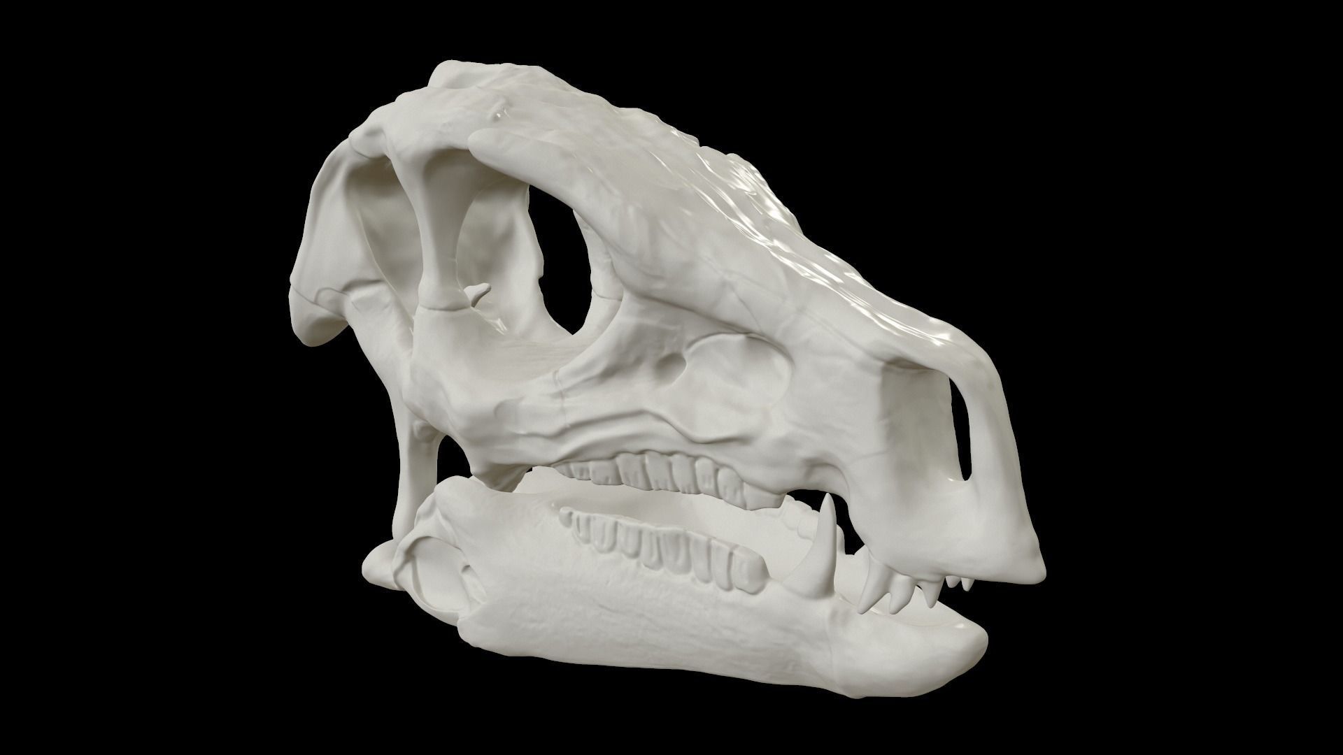 Heterodontosaurus Skull 3D model_17