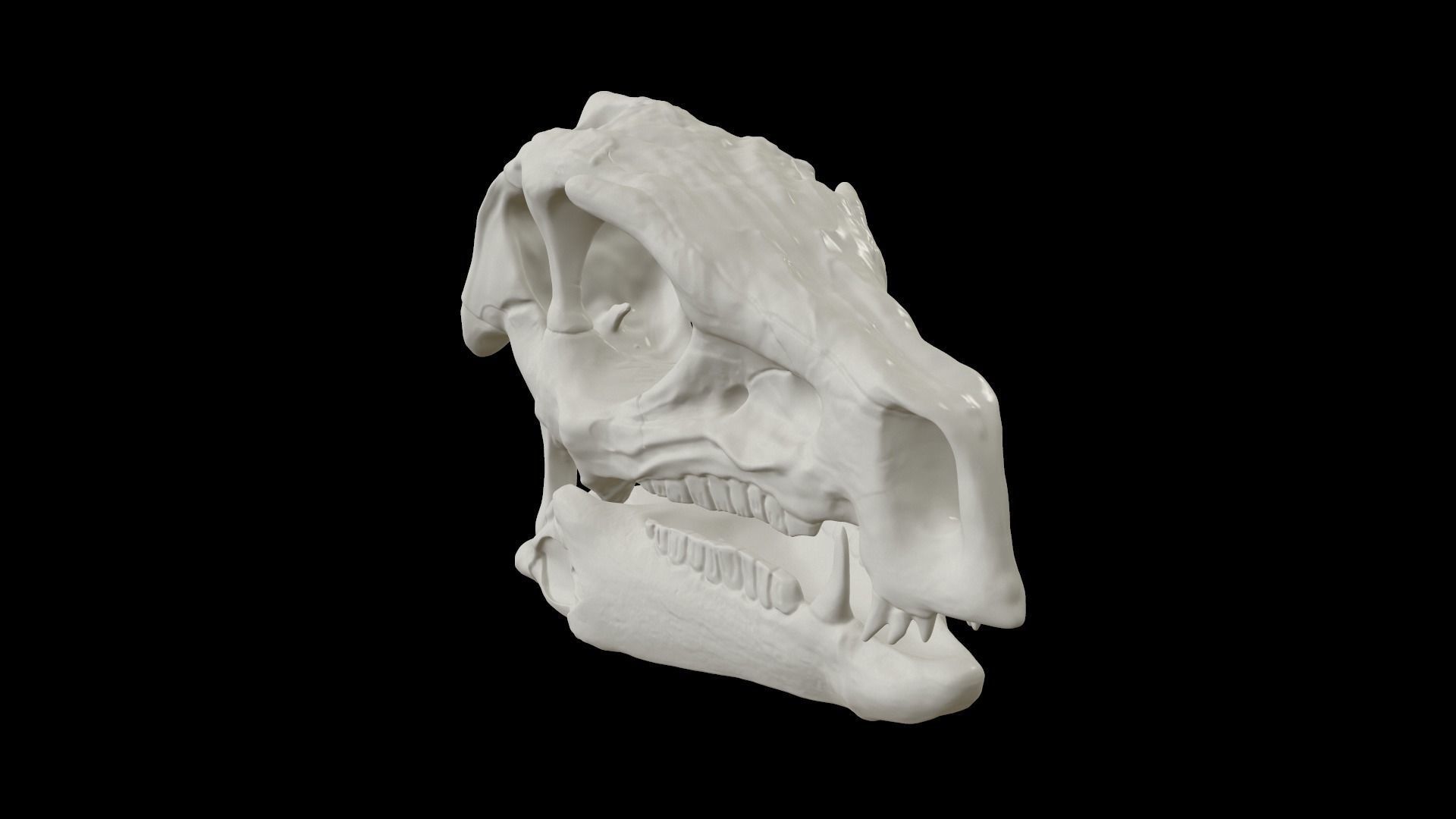 Heterodontosaurus Skull 3D model_6