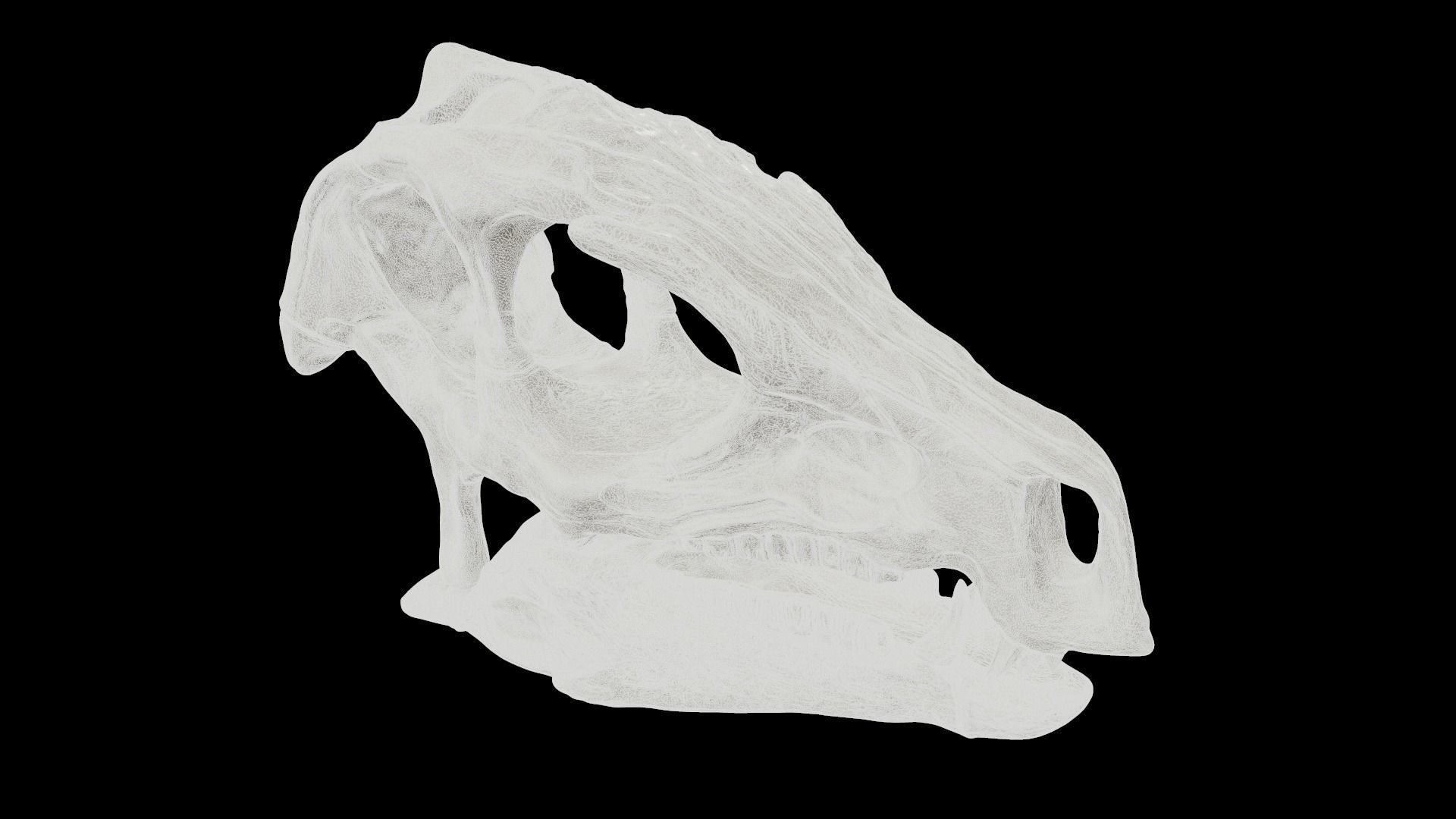 Heterodontosaurus Skull 3D model_16