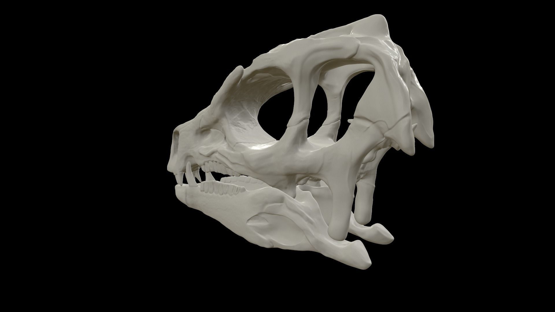 Heterodontosaurus Skull 3D model_11