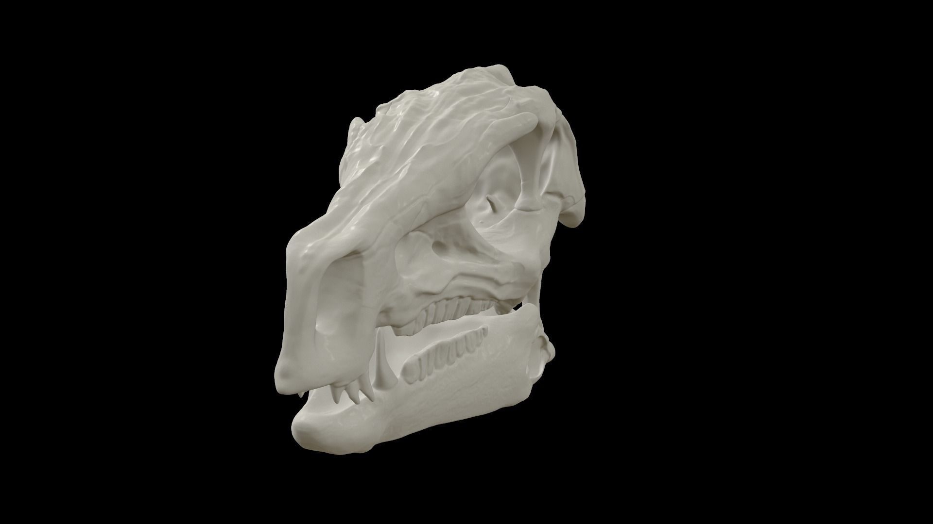 Heterodontosaurus Skull 3D model_4