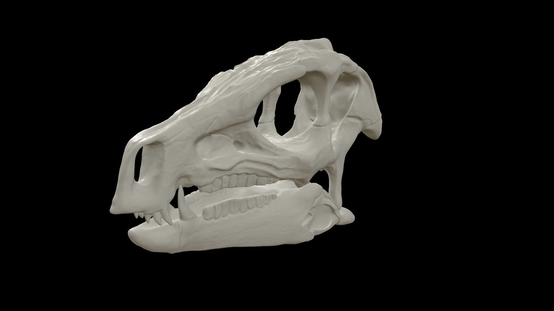 Heterodontosaurus Skull 3D model_3