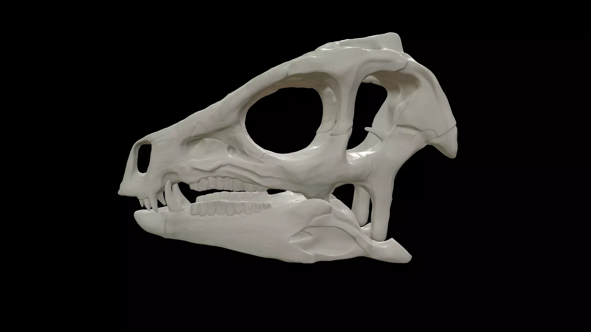 Heterodontosaurus Skull 3D model_0