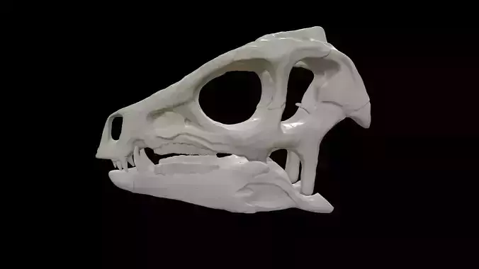 Heterodontosaurus Skull