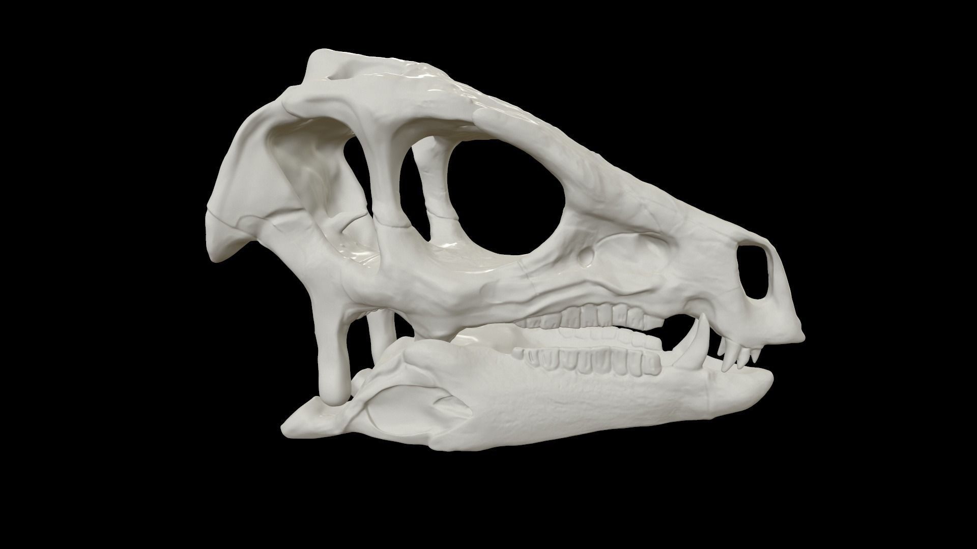 Heterodontosaurus Skull 3D model_8