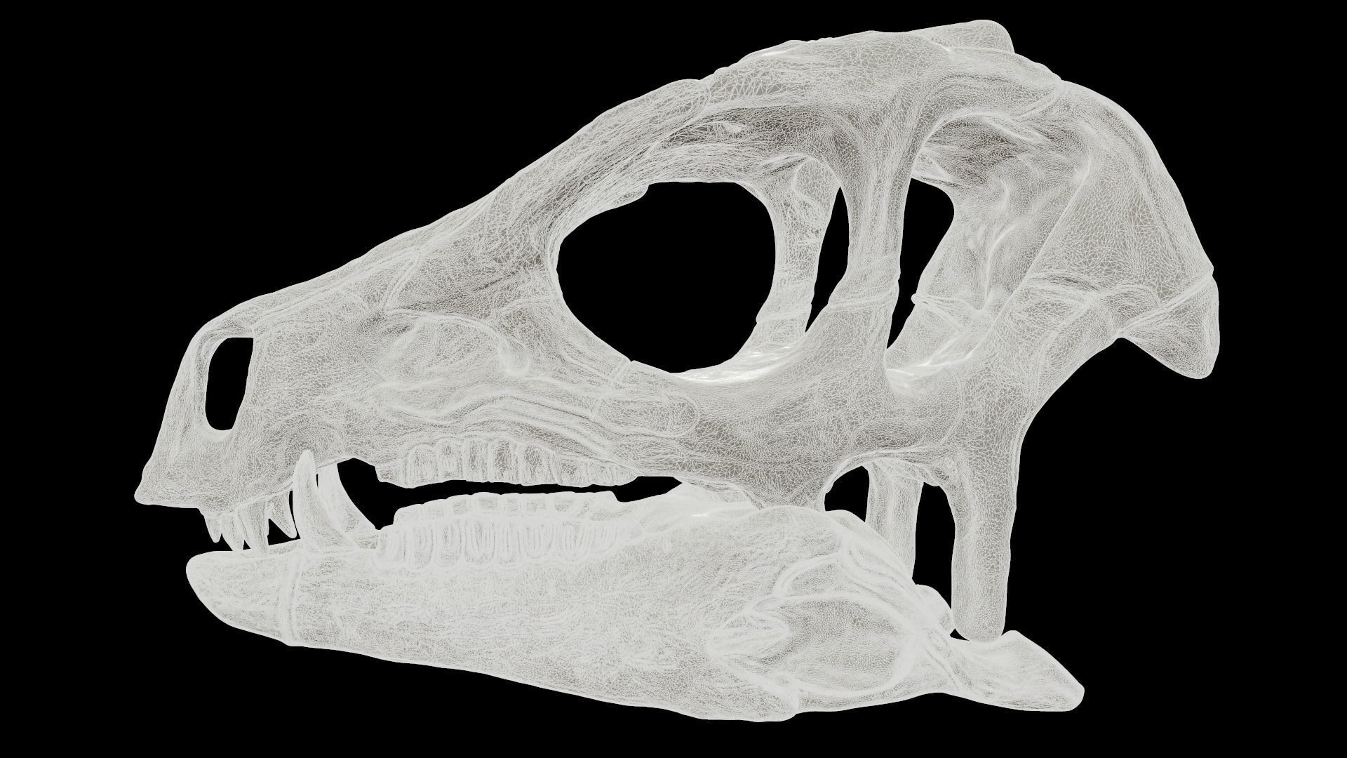 Heterodontosaurus Skull 3D model_14