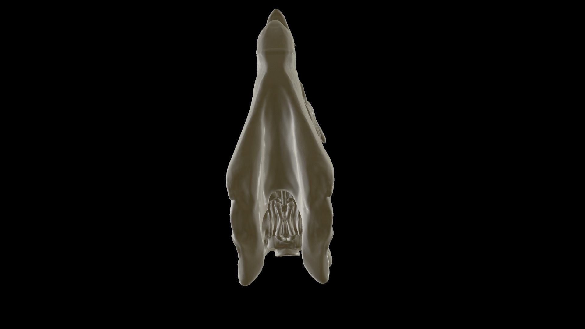 Heterodontosaurus Skull 3D model_13
