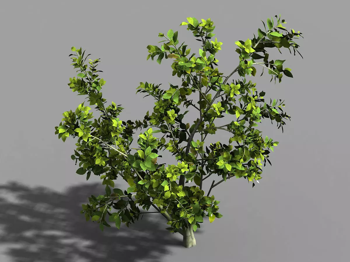 Camellia Tree 064 3D model