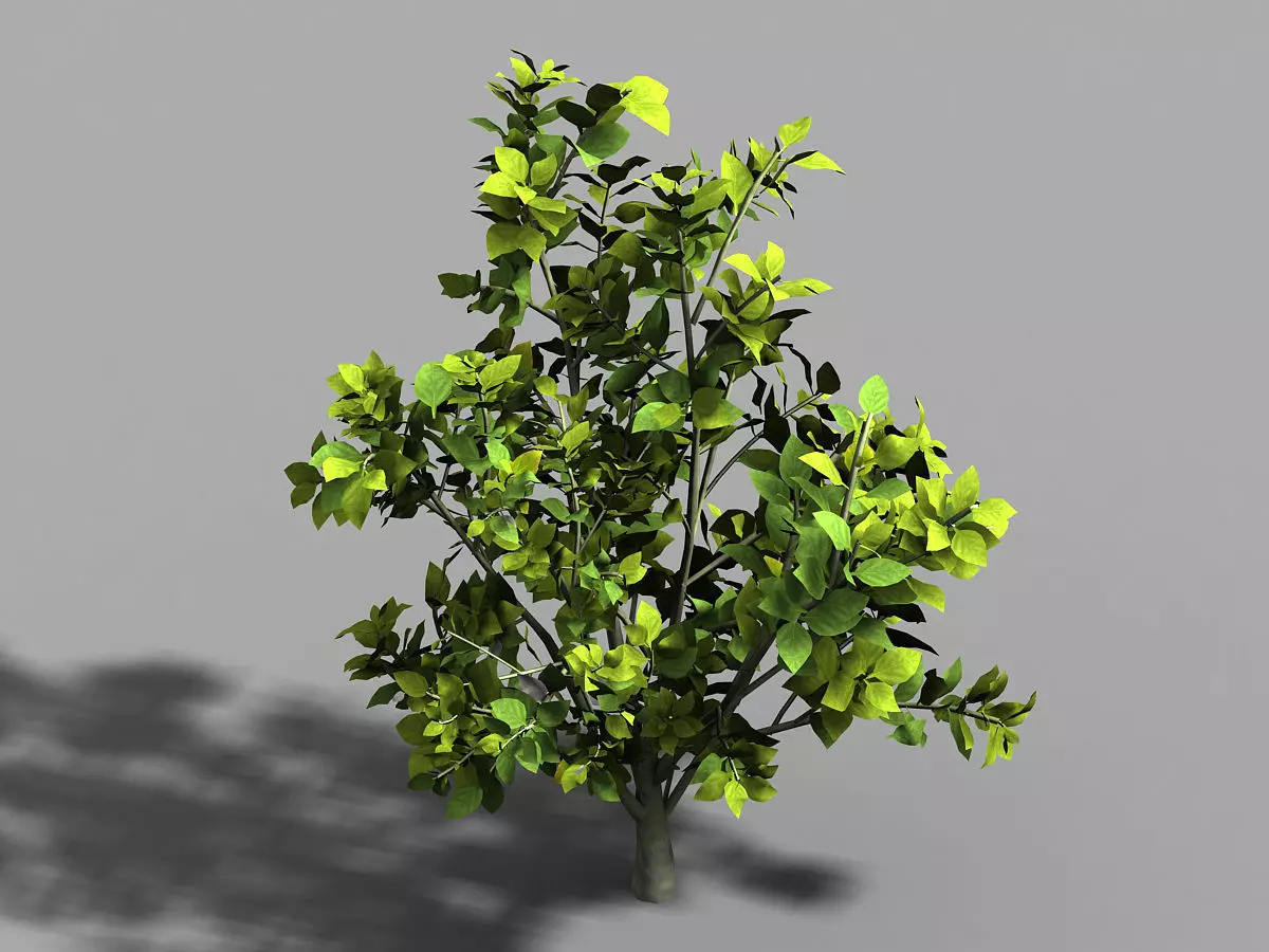 Camellia Tree 075 3D model