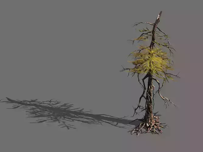 branches-different scales-large fruit-spruce 01